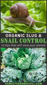 Check spelling or type a new query. Organic Slug Snail Control 10 Ways To Stop Snails Or Slugs Homestead And Chill Snail Snails In Garden Slugs In Garden