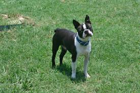 Discover a boston terrier's growth stages and what to expect in the goal is to expose your pup to the surroundings and experiences that come with living with humans. Home Vp Ranch