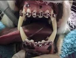 التقويم الهجري القمري أو التقويم الإسلامي هو تقويم قمري يعتمد على دورة القمر لتحديد الأشهر، ويستخدمة المسلمون في تحديد مناسباتهم الدينية، اما التقويم الميلادي أو تقويم. Ù…ØµØ± Ù…Ø´ Ø¨Ø³ Ø§Ù„Ø¨Ù†Ù‰ Ø£Ø¯Ù…ÙŠÙ† Ø¹Ù…Ù„ÙŠØ§Øª ØªÙ‚ÙˆÙŠÙ… Ø§Ù„Ø£Ø³Ù†Ø§Ù† Ù„Ù„ÙƒÙ„Ø§Ø¨ Ø¨ØªÙƒÙ„ÙØ© Ù…Ù† 1500 Ø¥Ù„Ù‰ 4000 Ø¯ÙˆÙ„Ø§Ø± Menafn Com
