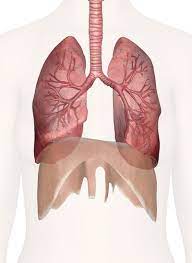 Where are the lungs located in the body? Lungs