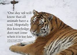 Endangered species, any species that is at risk of extinction because of a sudden rapid decrease in its population or a loss of its critical habitat. Quotes About Endangered Tigers Quotesgram