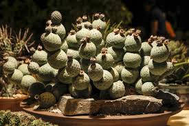 There are some succulents that grow beautifully in california and on the west coast and yet, even with the best care, will wither away to nothing after a summer in florida. Welcome To The Cactus Succulent Show The Comic Con Of The Cactus World Los Angeles Times