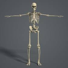 3d Human Skeletal Female Anatomy Skeletal System Anatomy Human Anatomy Model