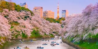 They are obsessed over in poems. Japan S First Cherry Blossom Forecast Arrives For 2019