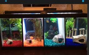 Bettas are extremely lovable and actually quite intelligent pets that are very easy to care for. Dual Betta Fish Tanks Vang Bettas