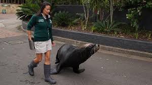 Technical specifications, tonnages and management details are derived from vesselfinder database. Berita Terbaru Singa Laut Tempo Co