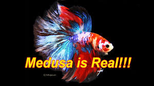 Tiger koi betta, betta bredding, yellow koi, koi galaxy, koi marble, fancy marble betta, female betta, marble rim, female betta, dumbo plakat, betta candy, koi halfmoon, num,. Koi Galaxy Halfmoon Betta