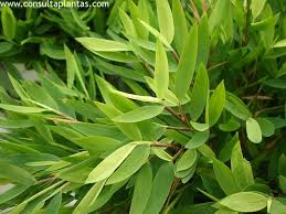 Image result for Pogonatherum paniceum