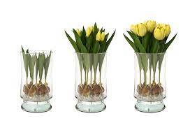Maybe you would like to learn more about one of these? Long Life Tulips Aftercare Bloomaker Usa