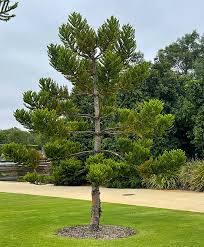 Image result for Araucaria cunninghamii