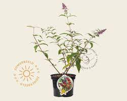 Buddleja Weyeriana Flower Power Vlinderstruik Vertrouwd Online Kopen