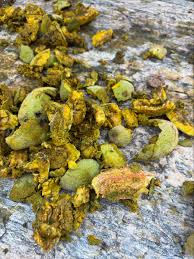 Image result for Buchnera nuttii