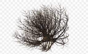 Shrub Plant Tree Desert Png 1024x639px Shrub Black And White Branch Desert Deserts And Xeric Shrublands You can use it in your daily design, your own artwork and your team project. shrub plant tree desert png