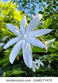 Image result for Jasminum dichotomum