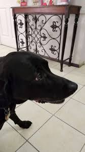 Banfield pet hospital, an affiliate of mars, incorporated copyright. You Ve Got A Friend Low Cost Pet Clinic 712 Anderson St Mascotte Fl 34753 Usa