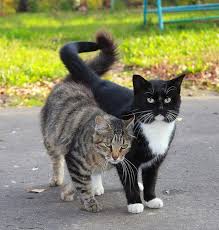 Cat Body Language What Do Tail Twitching And Chin Rubbing Mean Cattime Cats Cats And Kittens Beautiful Cats