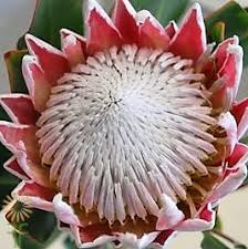 → the proteas | meaning, pronunciation, translations and examples. Red King Protea Wholesale Flowers Diy Wedding Flowers