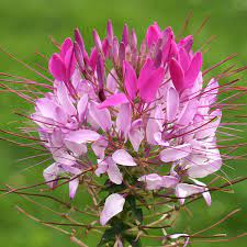 Cleome Seeds 10 Cleomes Annual Flower Seeds Cleome Flowers Flower Seeds Annual Flowers