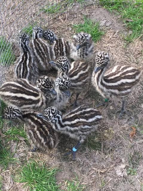 2026 Emu Chicks | order exotic poultry 