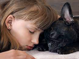 What Do Dogs Dream About American Kennel Club