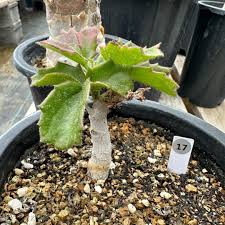 Image result for Cyphostemma quinatum