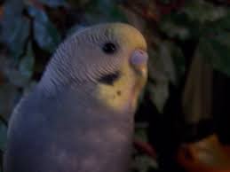 How to tell male or female parakeet ? What Type Of Parakeets Does Petco Sell I Know Don T Judge P And How Do You Sex Them Backyard Chickens Learn How To Raise Chickens