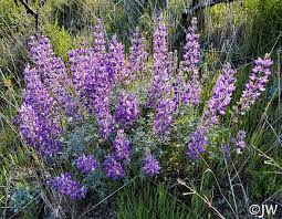 Image result for Lupinus mexicanus