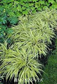 Pin On Home Landscape