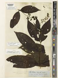 Image result for Bertiera