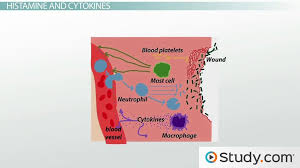 What Is Inflammation Definition Causes Symptoms Video Lesson Transcript Study Com