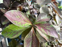 Image result for Synadenium grantii