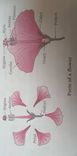 Hibiscus flower male and female parts. How To Write An Observation On Hibiscus Flower Brainly In