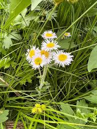 Image result for Vernonia amblyolepis