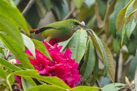 Long a sovereign political entity, sikkim became a protectorate of india in 1950 and sikkim has acquired a small portion in the domain of india, yet the state boasts of a rich variety of plants and animals. North East Sikkim Birds Bubo Birding