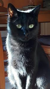 Chaos Magic Studios Video Art Inspiration Cute Black Cat Pretty Cats Cute Cats Cats