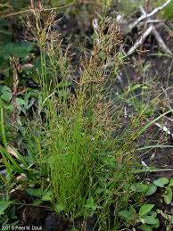 Image result for Fimbristylis aphylla