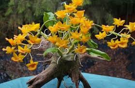 Image result for Polystachya campyloglossa