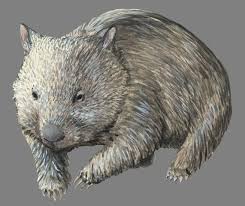 Image result for Common wombat