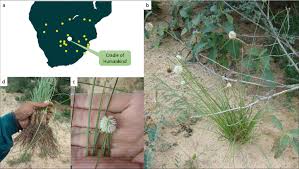 Image result for Kyllinga alba