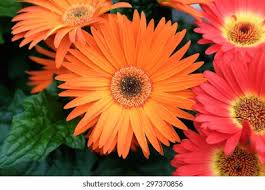 Red Transvaal Gerbera Daisy Plant Striking Stock Photo 445926892