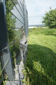 Ideen Und Moglichkeiten Des Frischluftschnupperns Fur Unsere Thaikatzen Cattery Union Magic Thai Goblin S