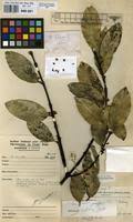 Image result for Cassipourea gummiflua