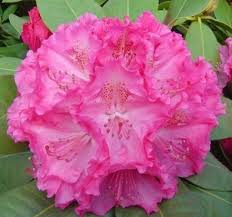 Rhododendron Degronianum Yakushimanum Excelsior Rhododendron Flowers Azaleas