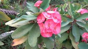 Check spelling or type a new query. Most Beautiful Flowers In India Youtube