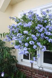 Image result for Plumbago ituriensis