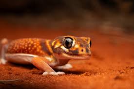 Image result for Pycreus nitidus