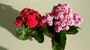 Kalanchoe Cuidados Y Caracteristicas Youtube