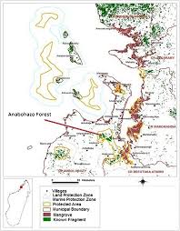 Image result for Erythroxylum platycladum