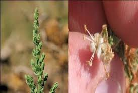 Image result for Cressa cretica