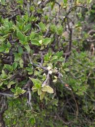 Image result for Rytigynia sp. C